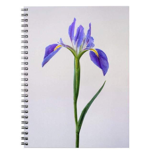 Blumen | Lila Iris-Blume Notizblock (Vorderseite)
