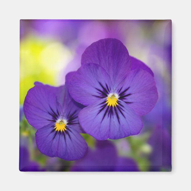 Blumen | LILA STIEFMÜTTERCHEN Magnet (Vorne)