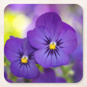 Blumen   LILA STIEFMÜTTERCHEN Rechteckiger Pappuntersetzer