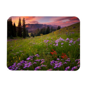Blumen Lila Wildblumen Colorado Magnet