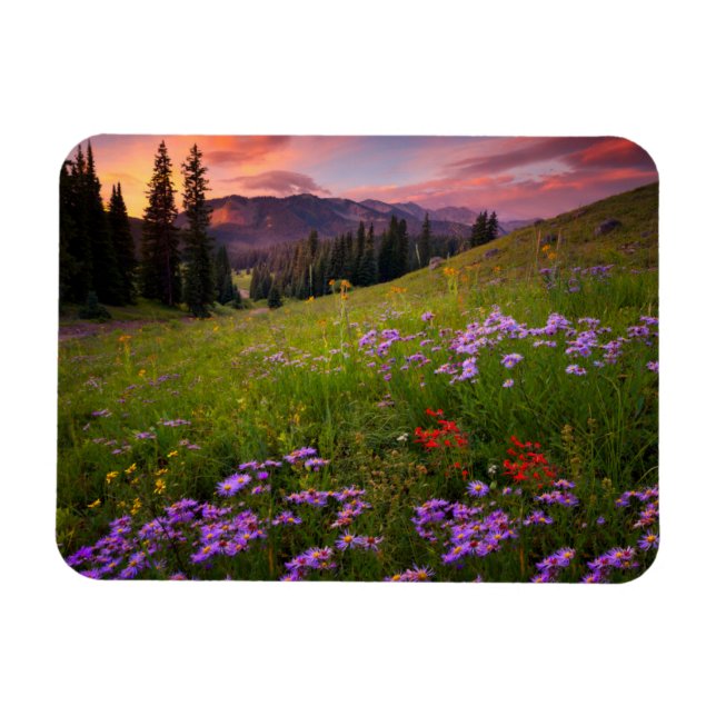 Blumen | Lila Wildblumen Colorado Magnet (Horizontal)