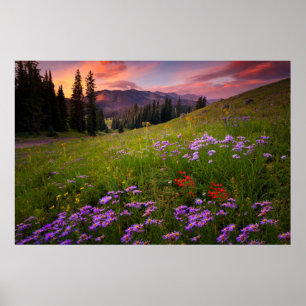Blumen   Lila Wildblumen Colorado Poster