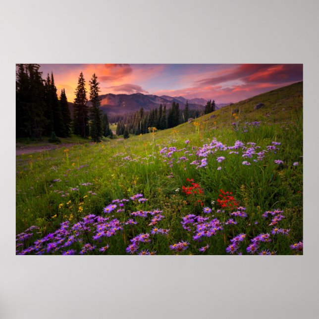 Blumen | Lila Wildblumen Colorado Poster (Vorne)