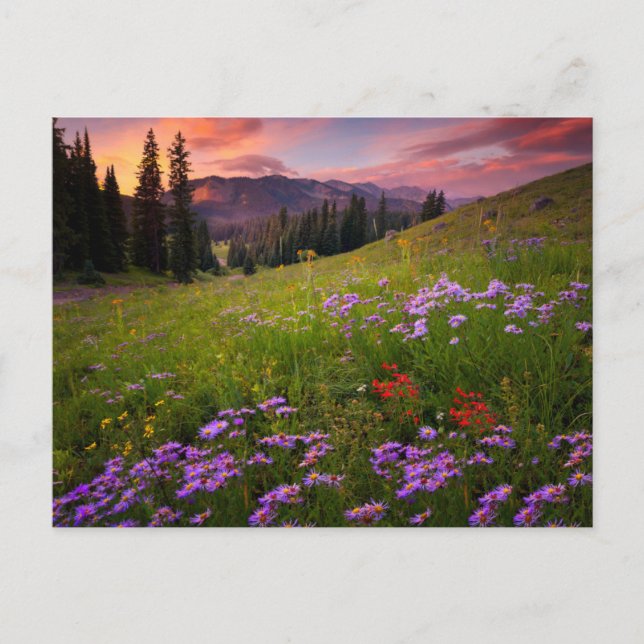 Blumen | Lila Wildblumen Colorado Postkarte (Vorderseite)