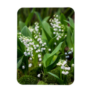 Blumen   Lily of the Valley Schweden Magnet