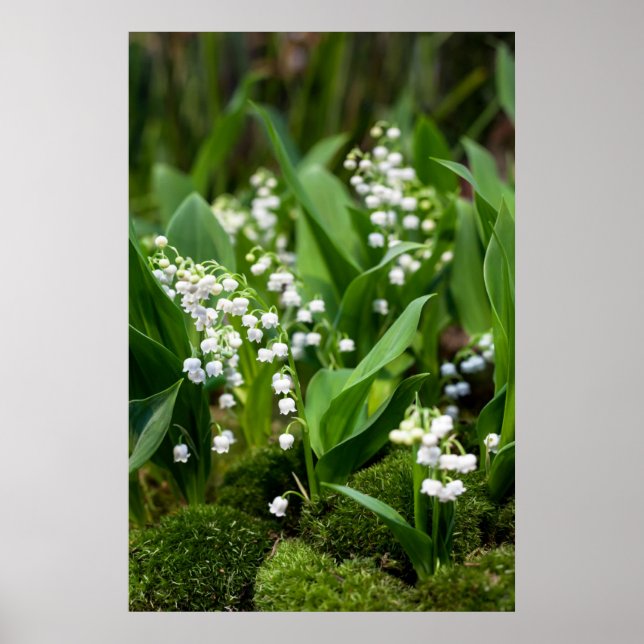 Blumen | Lily of the Valley Schweden Poster (Vorne)