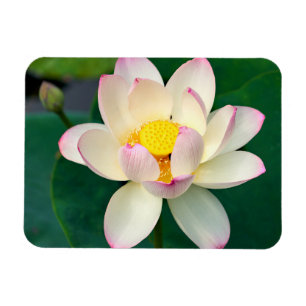 Blumen   Lotus Water Blume Magnet