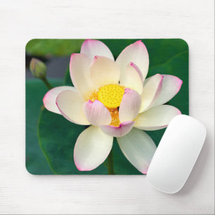 Blumen   Lotus Water Blume Mousepad