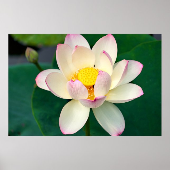 Blumen | Lotus Water Blume Poster (Vorne)