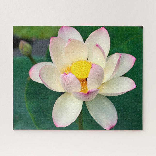 Blumen | Lotus Water Blume Puzzle (Horizontal)