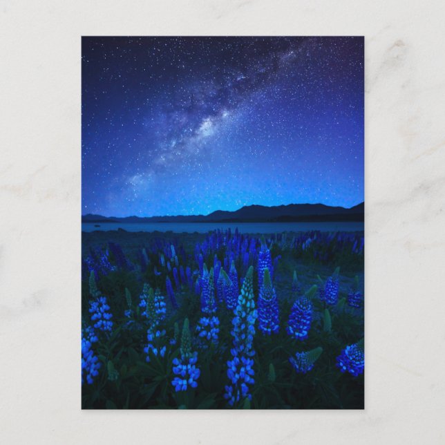 Blumen | Lupinen Blühen am Nachtsee Tekapo Postkarte (Vorderseite)