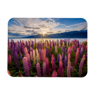 Blumen   Lupinen Neuseeland Magnet