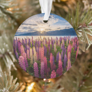 Blumen   Lupinen Neuseeland Ornament