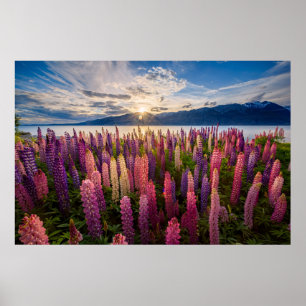 Blumen   Lupinen Neuseeland Poster