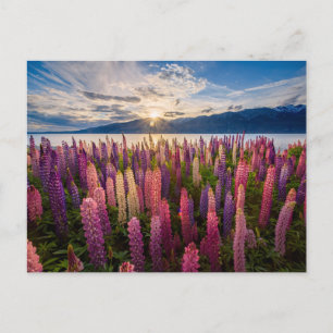 Blumen   Lupinen Neuseeland Postkarte