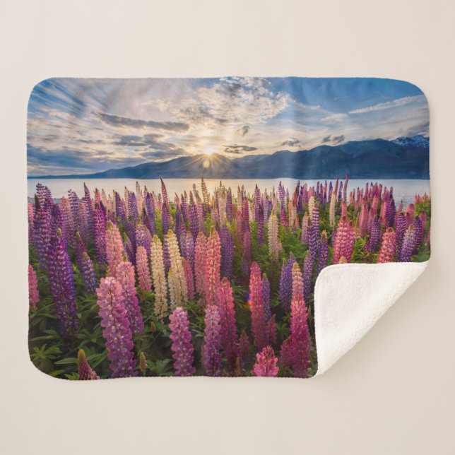 Blumen | Lupinen Neuseeland Sherpadecke (Vorderseite (Horizontal))