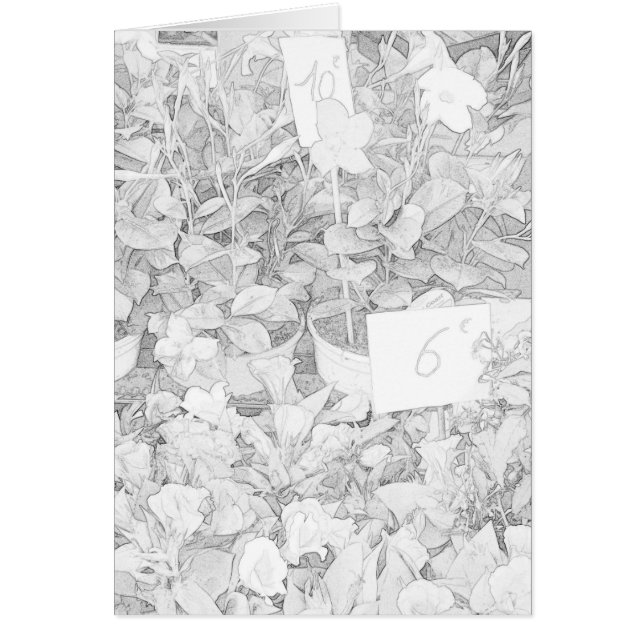 Blumen-Markt-Farbton (Vorne)