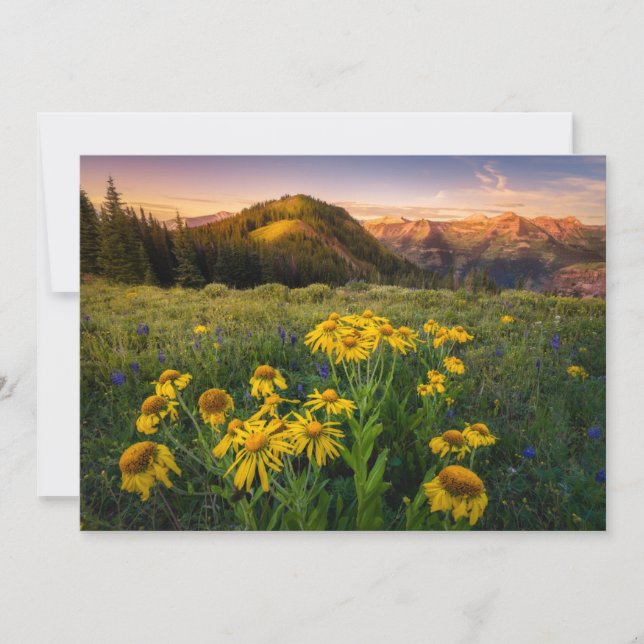 Blumen | Mountain Meadow Crested Butte Colorado Dankeskarte (Vorderseite)