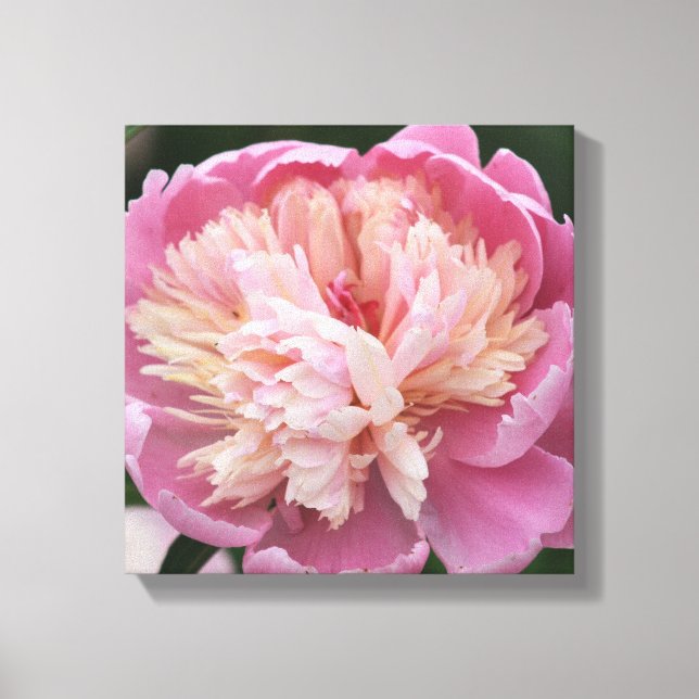 Blumen-nahes hohes - in der Blüte - Rosa Leinwanddruck (Vorderseite)