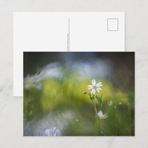Blumen Natur Foto Postkarte