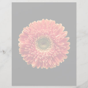 Blumen   Orange Gerbera Daisy