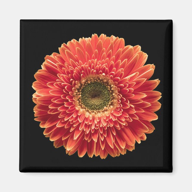 Blumen | Orange Gerbera Daisy Magnet (Vorne)