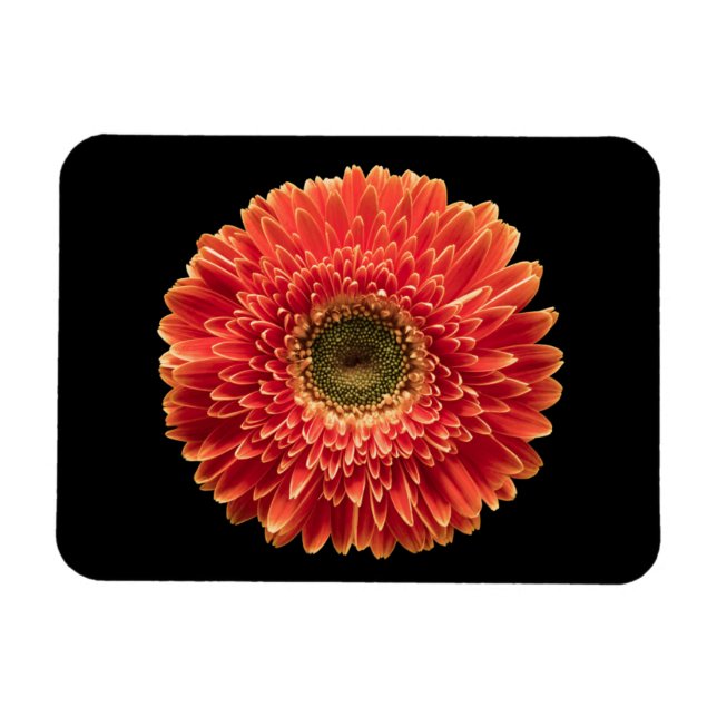 Blumen | Orange Gerbera Daisy Magnet (Horizontal)