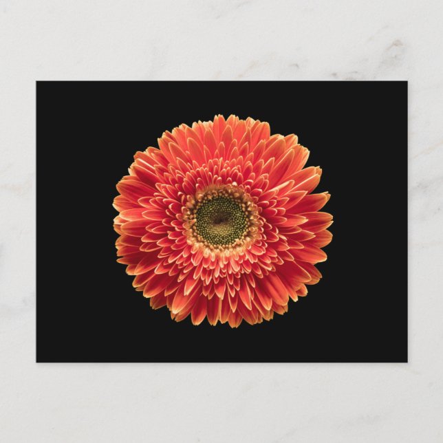 Blumen | Orange Gerbera Daisy Postkarte (Vorderseite)
