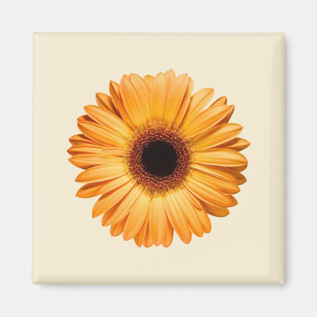 Blumen | Orange Gerbera Magnet (Vorne)