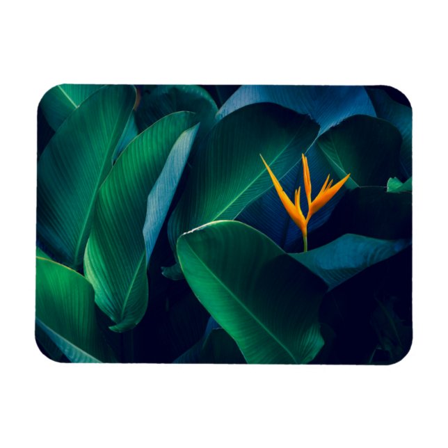 Blumen | Paradiesvogel Magnet (Horizontal)