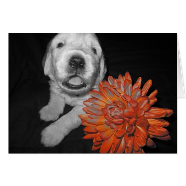 Blumen-Penny (Vorderseite (Horizontal))