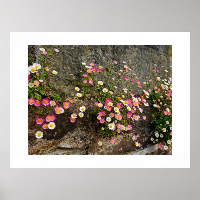Blumen  poster (Vorne)