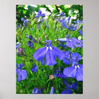Blumen Poster