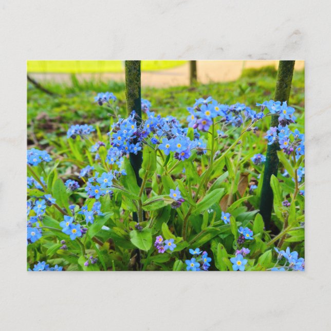 Blumen Postkarte (Vorderseite)