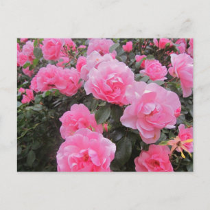 blumen postkarte