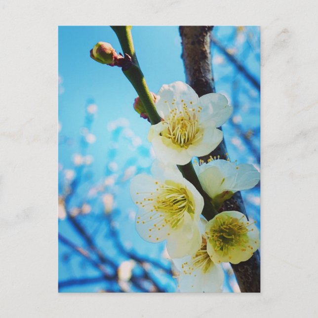 Blumen  postkarte (Vorderseite)