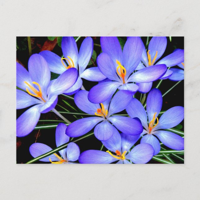 Blumen Postkarte (Vorderseite)