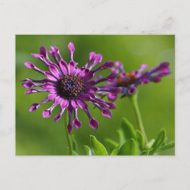 Blumen-Postkarte Postkarte