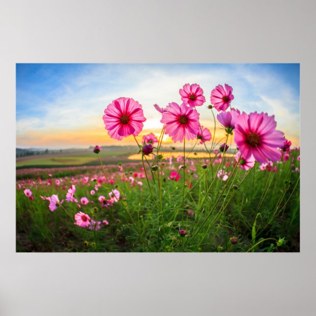 Blumen |Provinz Chiang Rai, Thailand Poster (Vorne)