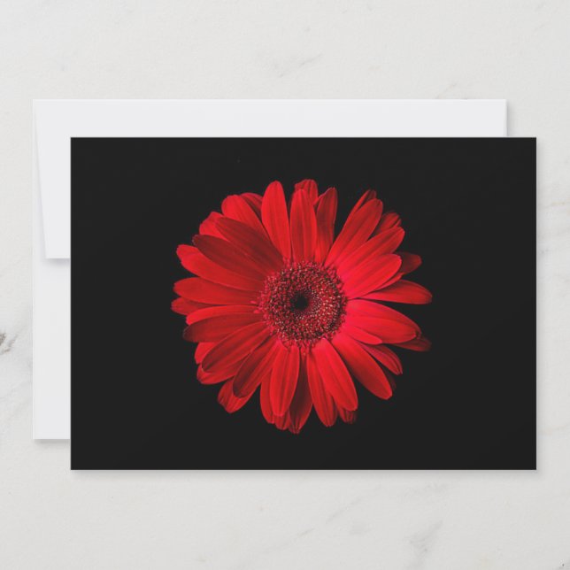 Blumen | Red Gerbera Daisy Dankeskarte (Vorderseite)