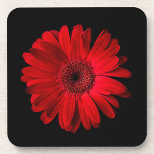 Blumen   Red Gerbera Daisy Getränkeuntersetzer