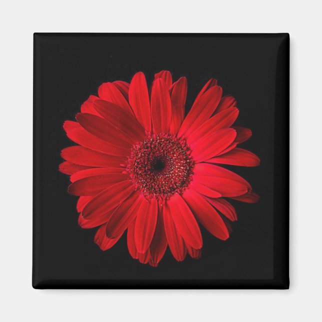Blumen | Red Gerbera Daisy Magnet (Vorne)