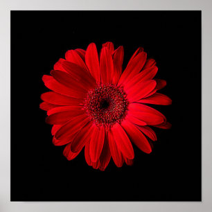 Blumen   Red Gerbera Daisy Poster