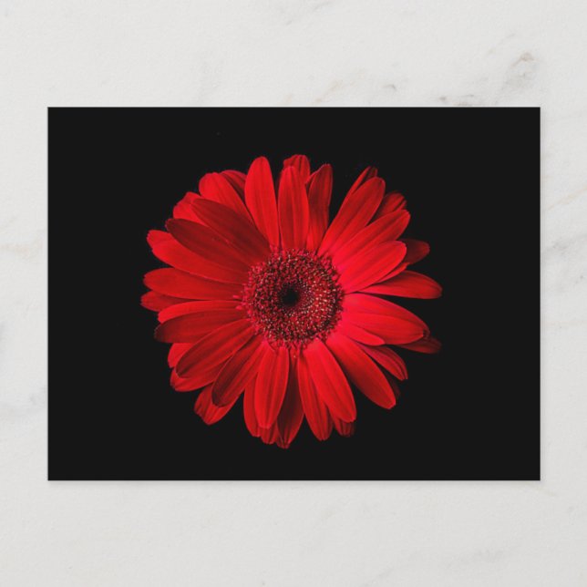 Blumen | Red Gerbera Daisy Postkarte (Vorderseite)
