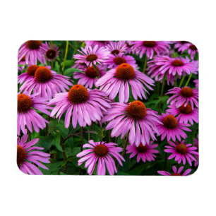 Blumen   Rosa Blumengarten Magnet