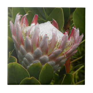 Blumen-rosa grünes mit BlumenFoto Protea-Mauis Fliese