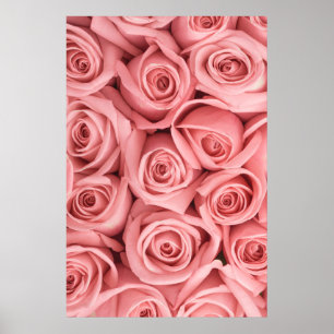 Blumen   Rosa Rosen Poster