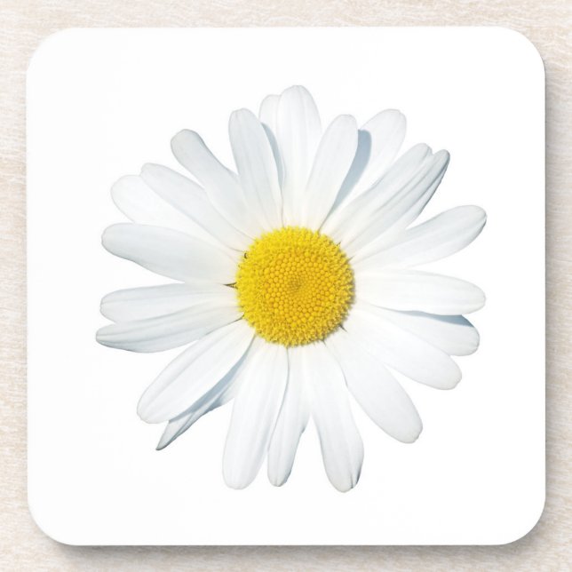 Blumen | Single Daisy Getränkeuntersetzer (Vorderseite)