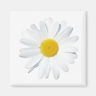 Blumen   Single Daisy Magnet