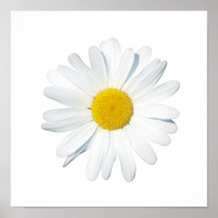 Blumen   Single Daisy Poster